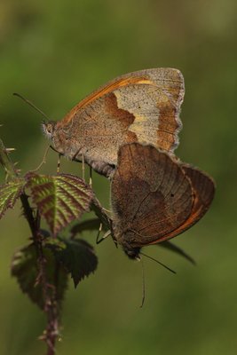 Meadow Browns mating, Malling Down #2.JPG