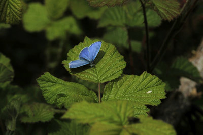 Holly Blue male, Ivinghoe Beacon.JPG