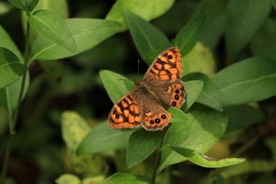 Speckled Wood (continental edition)