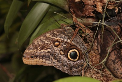 Owl Butterfly (Caligo eurilochus)