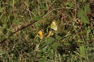 Clouded Yellow courting, Amberley.JPG