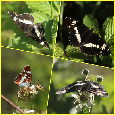 White Admiral.png
