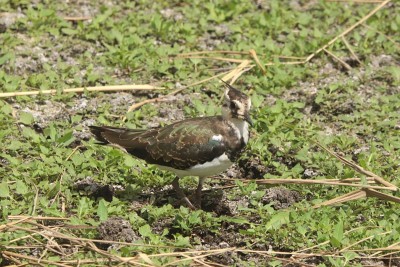 A juvenile Lapwing close to the hide