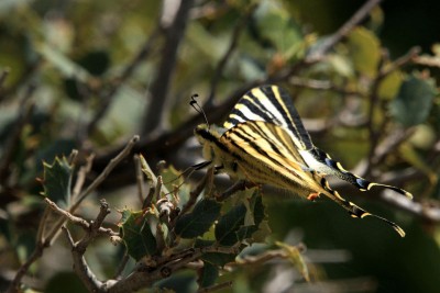 Iberian Scarce Swallowtail