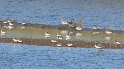 Ringed Plover, Grey Plover, Lapwing, Dunlin.