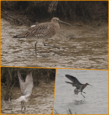 Curlew.png