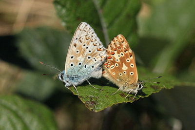 Chalkhill Blue mating (female ab.), Box Hill.JPG