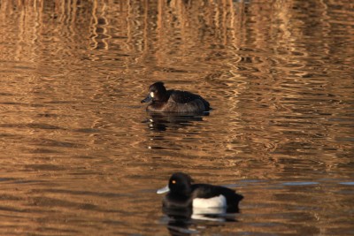 Scaup (with a Tufted Duck in the foreground)