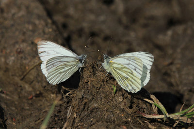 Green-veined White males mud puddling, Hadleigh Country Park.JPG