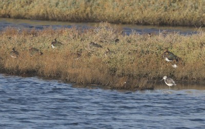 Lapwing and Greenshank (bottom right)