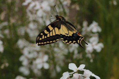 Swallowtail, Strumpshaw Fen #73.JPG