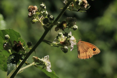 Meadow Brown female, Bookham Commons #2.JPG