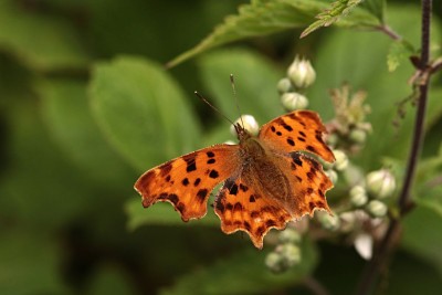 My favourite individual butterfly of the day.