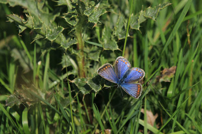 Common Blue female, Bookham Commons.JPG