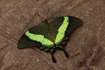Emerald Swallowtail (Papilio palinurus)