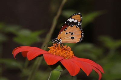 Plain Tiger (Danaus chrysippus)