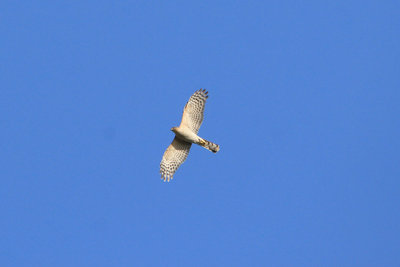 I think this was a female Sparrowhawk