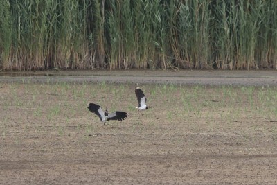 Sexing your Lapwings: the males have the broad wingtips (left) compared to the females more 'normal' wing shape.
