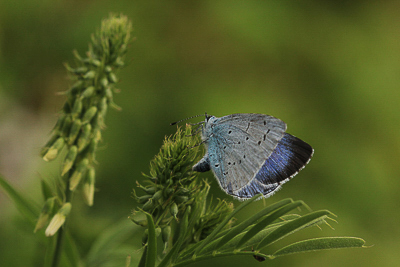 Holly Blue female ovipositing, Walthamstow Marshes.JPG