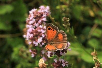 Female Gatekeeper