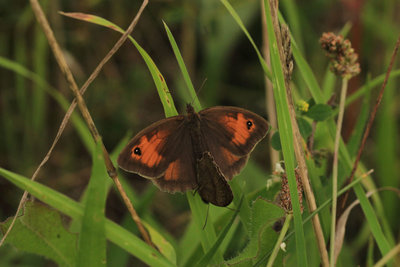 Meadow Brown mating, Hackney Marshes.JPG
