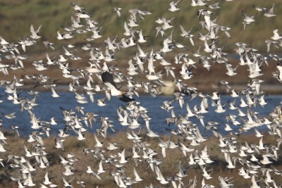 Knot &amp; Dunlin, mostly.