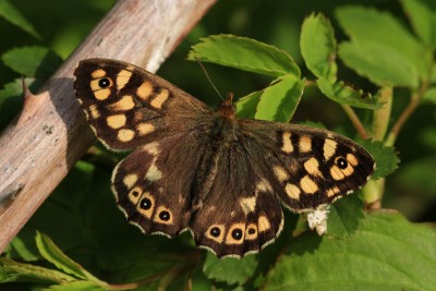 Speckled Wood male, Walthamstow Marshes.JPG