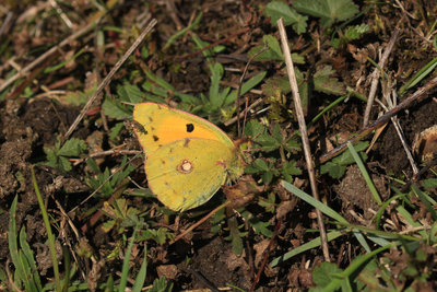 Clouded Yellow male, Newhaven Tidemills.JPG