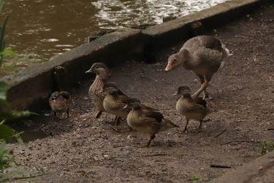 The adopted Greylag taking exception to the family of Mandarins minding their own business.