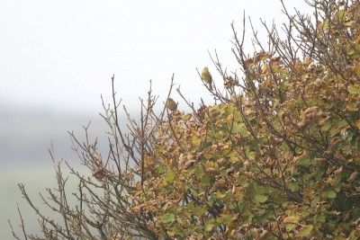 Yellowhammer &amp; Meadow Pipit