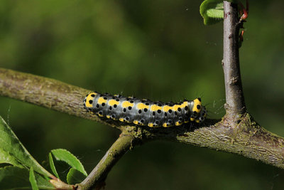 Spot the BH caterpillar photo bombing this rather splendid Figure of Eight moth cat.