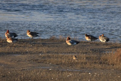 Wigeon with a Ringed Plover in the forground