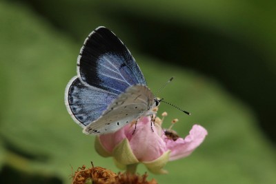 Holly Blue female captive reared, Walthamstow Marshes.JPG
