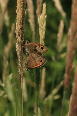 Meadow Browns mating, Burpham Meadows, North Stoke.JPG