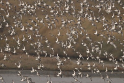 Mostly Dunlin