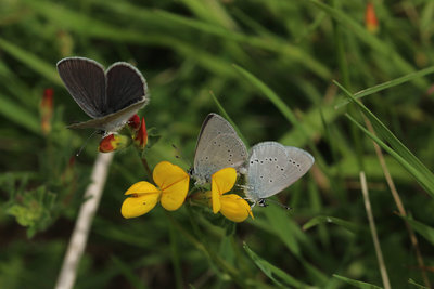 Small Blue's mating, Hutchinson's Bank.JPG