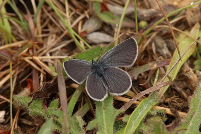 Small Blue male, Hutchinsons Bank.JPG