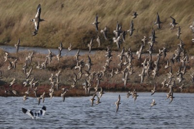 Mostly Dunlin, some Knot and a rogue Black-tailed Godwit.