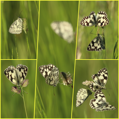 Marbled White.png