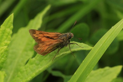 Large Skipper male, Chobham Common #9.JPG