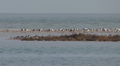 Gulls and Cormorant in the background, mostly Oystercatcher in the foreground