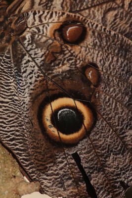 Owl Butterfly (Caligo eurilochus)