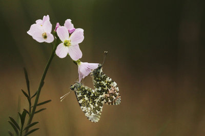 Orange-tips mating, Bookham Commons.JPG