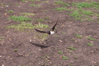 Swallow, Walthamstow Marshes #7.JPG