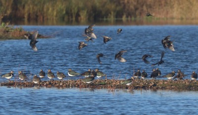 a flock of Starling joining the Lapwings