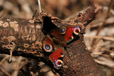 Peacock mating, Bookham Commons.JPG