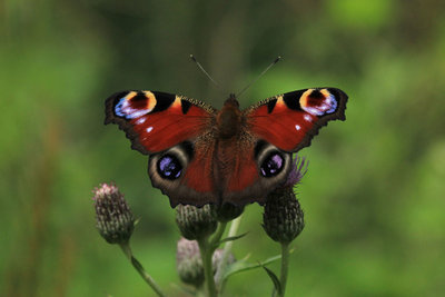 Peacock, Burpham Meadows (North Stoke).JPG