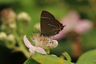 White-letter Hairstreak female, Hadleigh Country Park #2.JPG