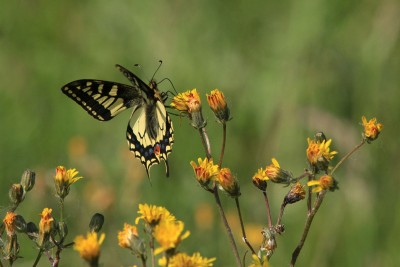 Swallowtail, Strumpshaw Fen #1.JPG