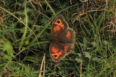 Meadow Brown female, Mill Hill Shoreham.JPG